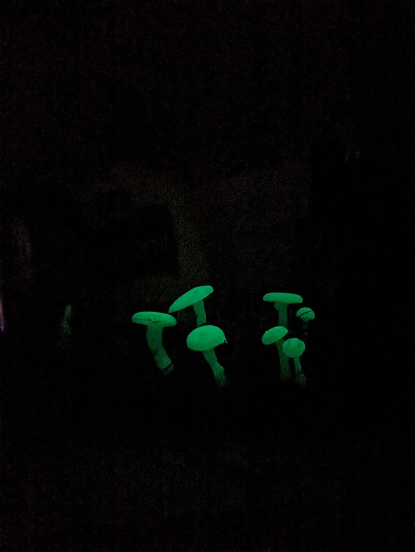 Bioluminescent Mushroom - Glow in the dark - Knick Knack