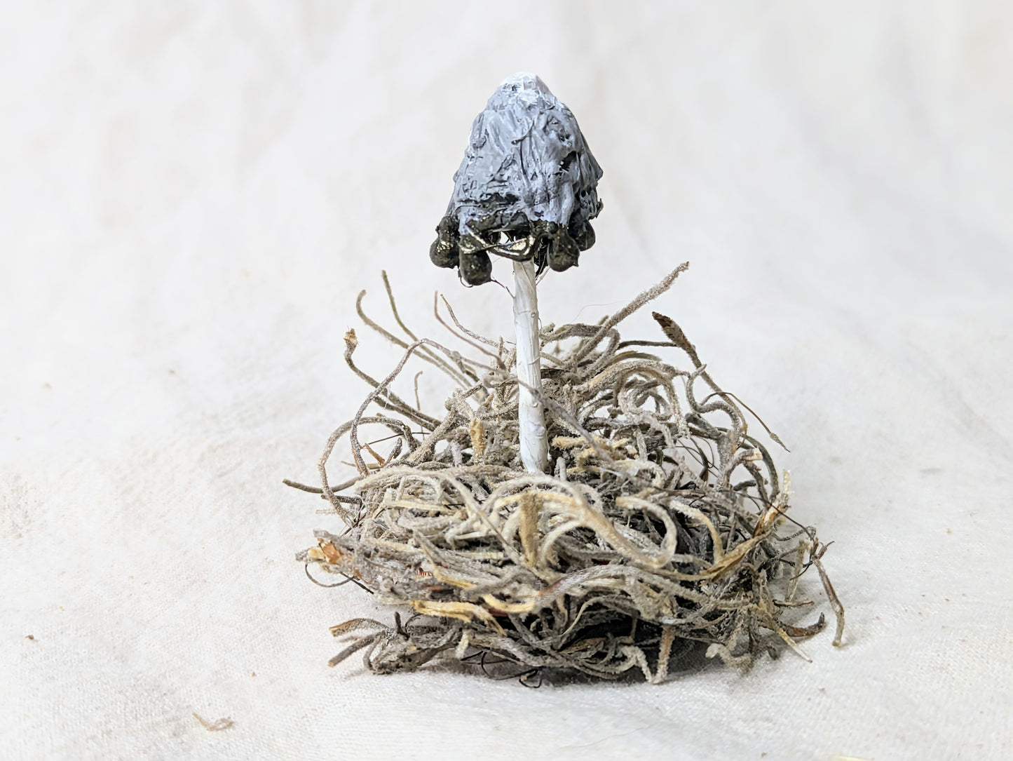 Inky Cap Knick Knack - Old Man of the Woods