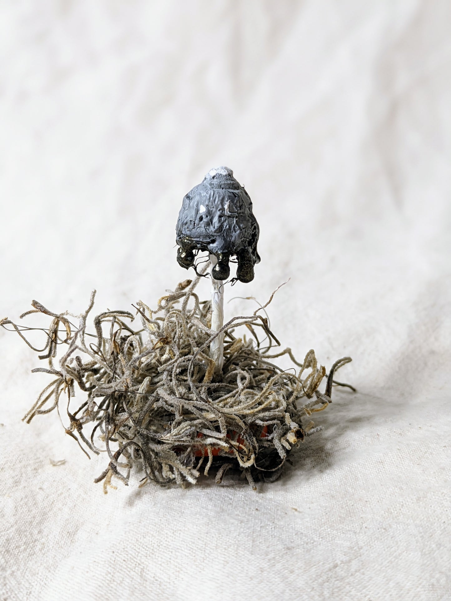 Inky Cap Knick Knack - Old Man of the Woods