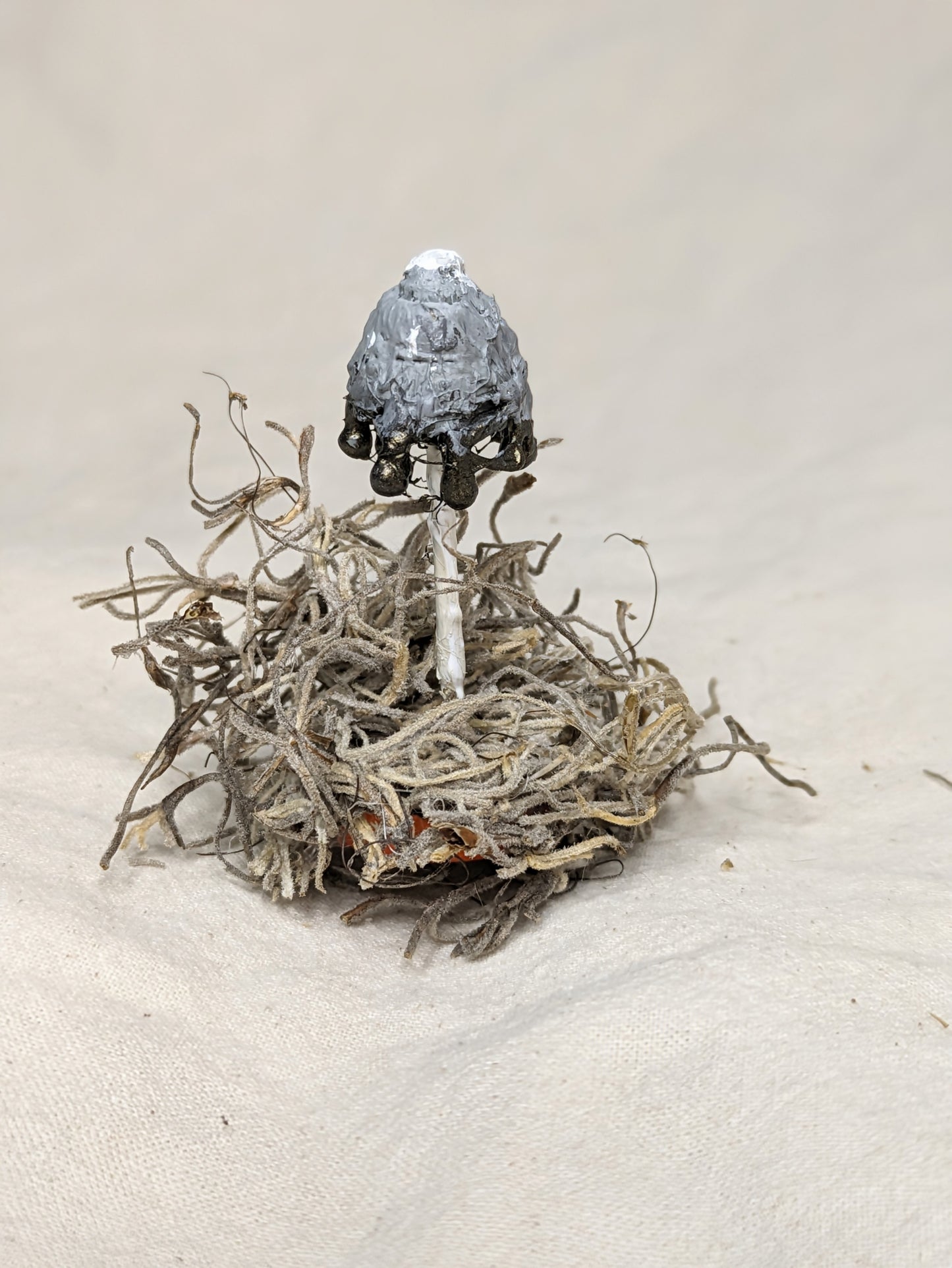 Inky Cap Knick Knack - Old Man of the Woods