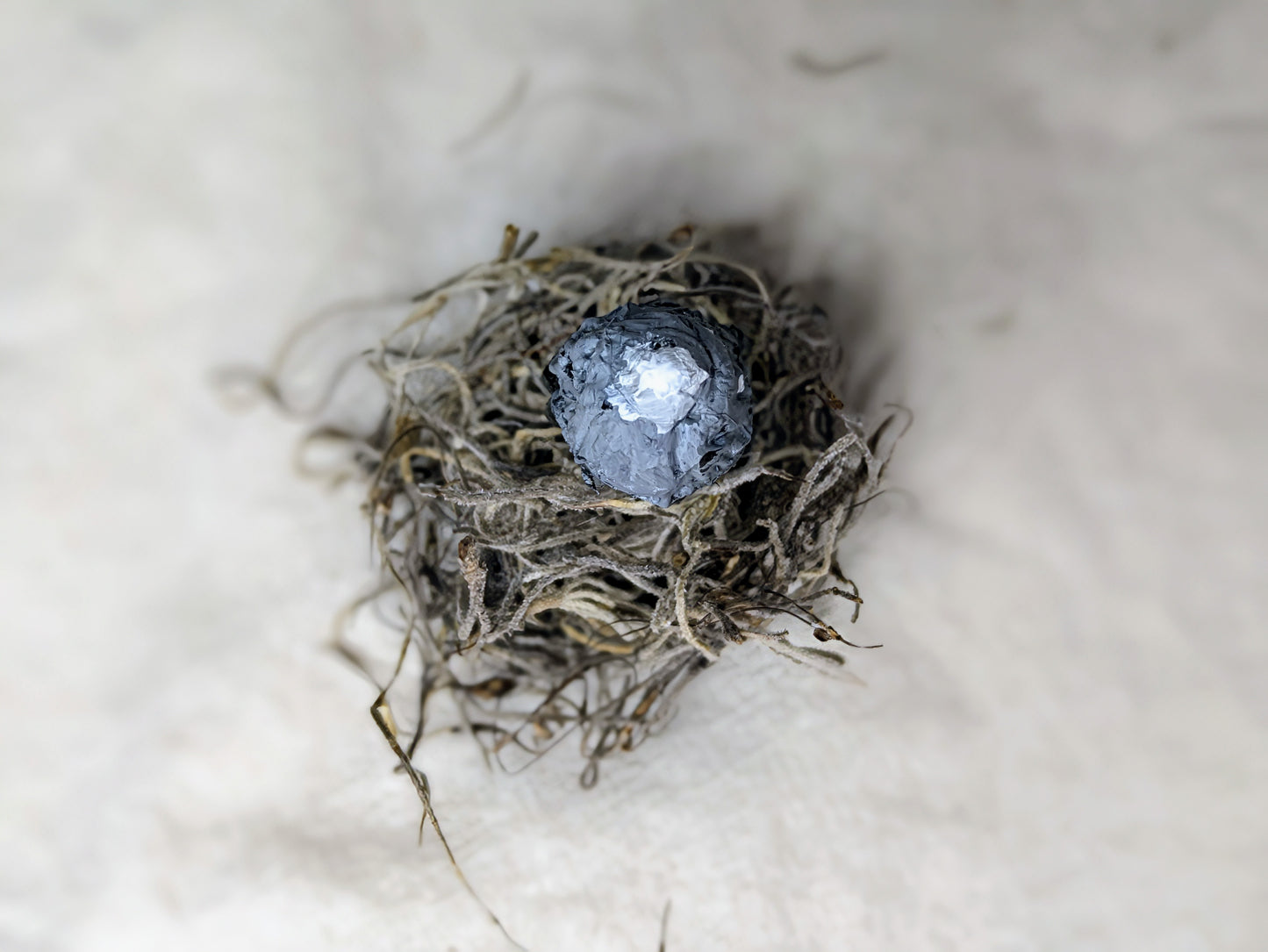 Inky Cap Knick Knack - Old Man of the Woods