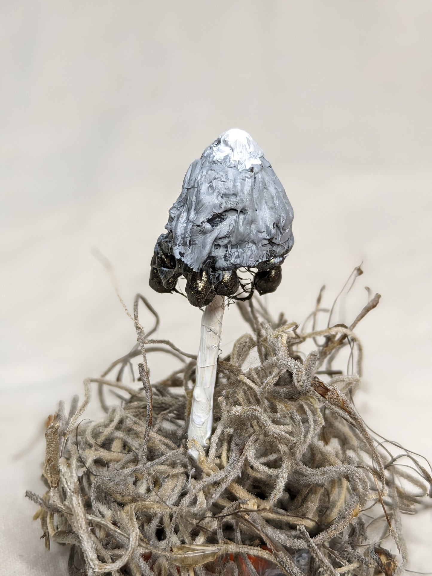 Inky Cap Knick Knack - Old Man of the Woods